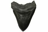 Serrated, Fossil Megalodon Tooth - South Carolina #145540-1